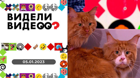 Коты-будильники Феня и Буба, танцующий сенбернар Малибу, мопс Руни прыгает с сапа. Видели видео?