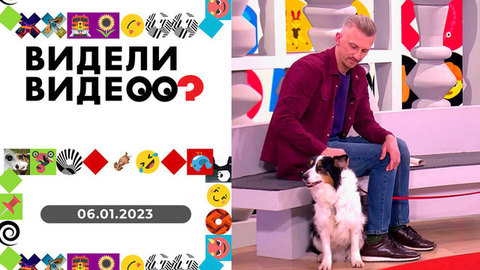 Кошка и елка, прыгающие бульдоги, спящий сурикат, сторожевой кот. Видели видео?