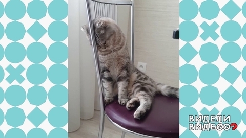 Обиженная кошка. Видели видео? Фрагмент