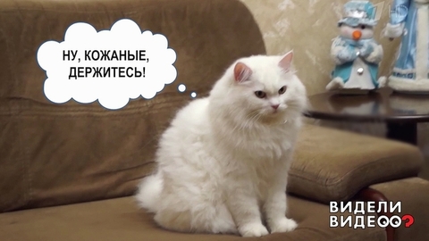Кот и пылесос. Видели видео? Фрагмент