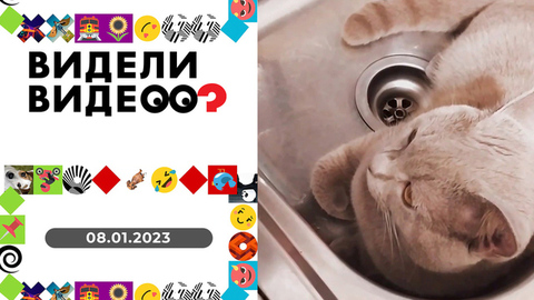 Цветочный сон, проказник дрозд, обиженная кошка, кот и пылесос. Видели видео?