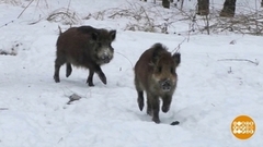 Кто тут самый голодный — кабаны или косули? Доброе утро. Фрагмент
