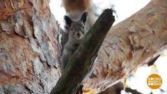 Здравствуйте, я — лось! Доброе утро. Фрагмент