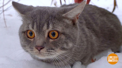 Если вы подобрали кота… Доброе утро. Фрагмент