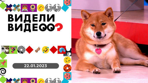Сурикат и кукла, кот на колесах, щенки и миски, пылесос для кошачьей шубки. Видели видео?