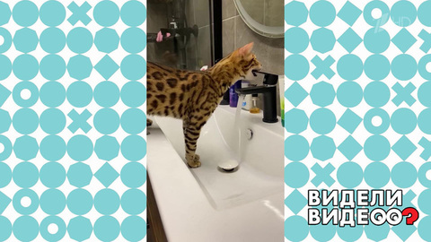 Кот и кран. Видели видео? Фрагмент