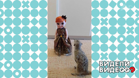 Любознательный сурикат. Видели видео? Фрагмент выпуска от 22.01.2023
