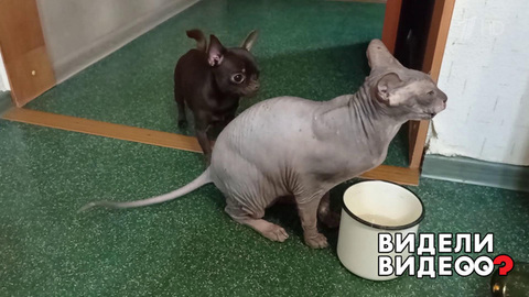 Хватит пить! Видели видео? Фрагмент