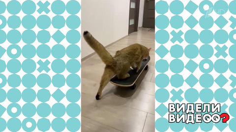 Кот на колесах. Видели видео? Фрагмент