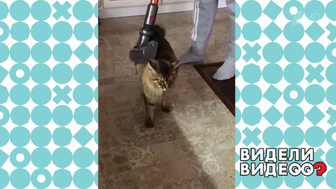 Кот-чистюля. Видели видео? Фрагмент