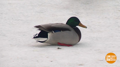 Птичкам холодно… Доброе утро. Фрагмент