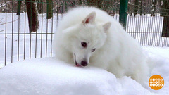 Собаке — сугроб, хозяину — чай. Доброе утро. Фрагмент