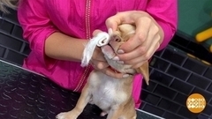 Как приучить собаку чистить зубы. Доброе утро. Фрагмент