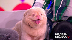 Видели видео? Анонс