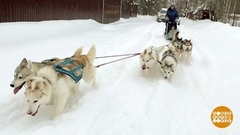 Собака — не роскошь, а средство передвижения. Доброе утро. Фрагмент