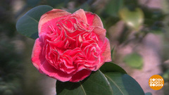 Куда уже весна пришла? Доброе утро. Фрагмент