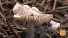 Зимние грибы. Доброе утро. Фрагмент