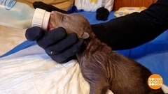 Как спасали медвежат. Доброе утро. Фрагмент