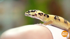 Здравствуйте, эублефары! Доброе утро. Суббота. Фрагмент