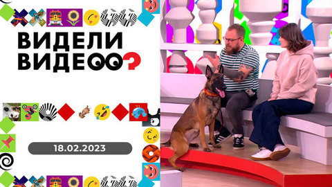 Умная собака, танец пионервожатой, конь играет в прятки. Видели видео?