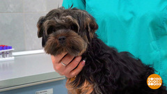 Аллергия на щенка: что делать? Доброе утро. Фрагмент