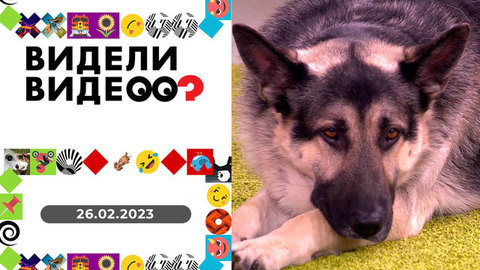 Овчарка в грязи, очень ревнивая кошка, кот на пылесосе. Видели видео? Выпуск от 26.02.2023