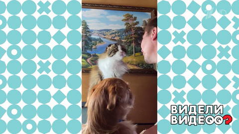 Очень ревнивая кошка. Видели видео? Фрагмент