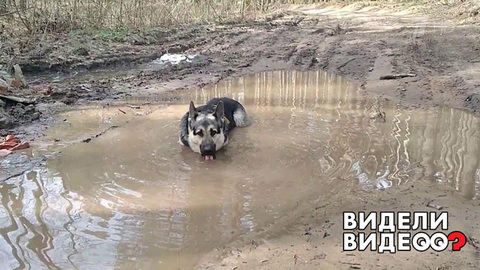 Собака в луже. Видели видео? Фрагмент