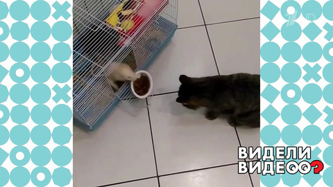 Крыса стащила миску у кота. Видели видео? Фрагмент