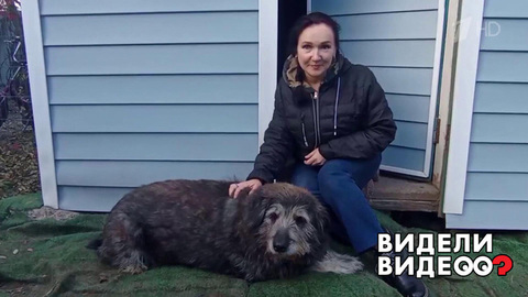 Собака нашла хозяев. Видели видео? Фрагмент