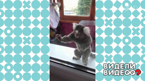 Обезьянка и муха. Видели видео? Фрагмент