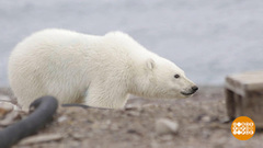 Все мишки в гости к нам. Доброе утро. Фрагмент