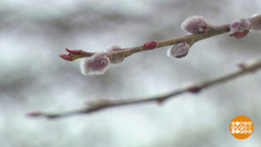 Весна: дождались? Доброе утро. Фрагмент