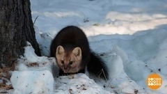 С выхухолью — на «вы»! Доброе утро. Фрагмент