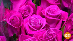 Дарите женщинам цветы! Доброе утро. Фрагмент