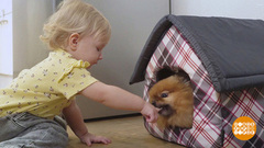 Собака и ребенок: соблюдаем границы. Доброе утро. Фрагмент
