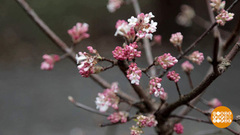 Приметы весны — где они? Доброе утро. Суббота. Фрагмент