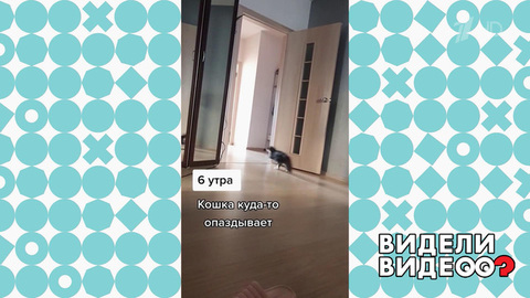 Куда опаздывает кошка? Видели видео? Фрагмент
