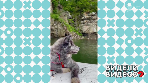 Пес-путешественник. Видели видео? Фрагмент
