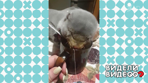 Чаепитие с норкой. Видели видео? Фрагмент