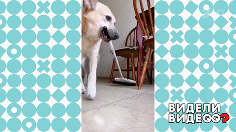 Пес наводит порядок. Видели видео? Фрагмент