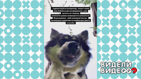 Письмо собаки ветеринару. Видели видео? Фрагмент