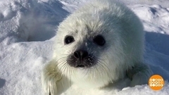 Как живете, бельки? Доброе утро. Фрагмент