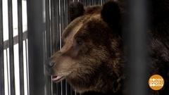 Мишки, подъем! Доброе утро. Фрагмент