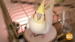 Свободу попугаям! Доброе утро. Фрагмент