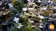 Весеннее равноденствие: и никаких чудес? Доброе утро. Фрагмент