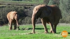 Есть где разгуляться слонам! Доброе утро. Фрагмент