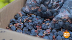 Как собирают черную хурму. Доброе утро. Фрагмент