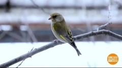 Прилетайте, пеликаны! Возвращайтесь, журавли! Доброе утро. Суббота. Фрагмент