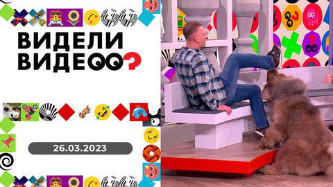 Ленивый мастифф, собака на протезах, кудрявая кошка. Видели видео?